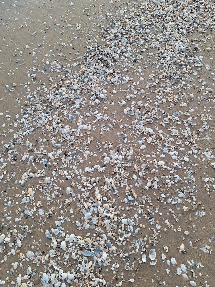 Sand und Muscheln auf Usedom an der Ostsee