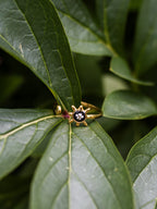 Ring mit Sonne und Wilder Möhre