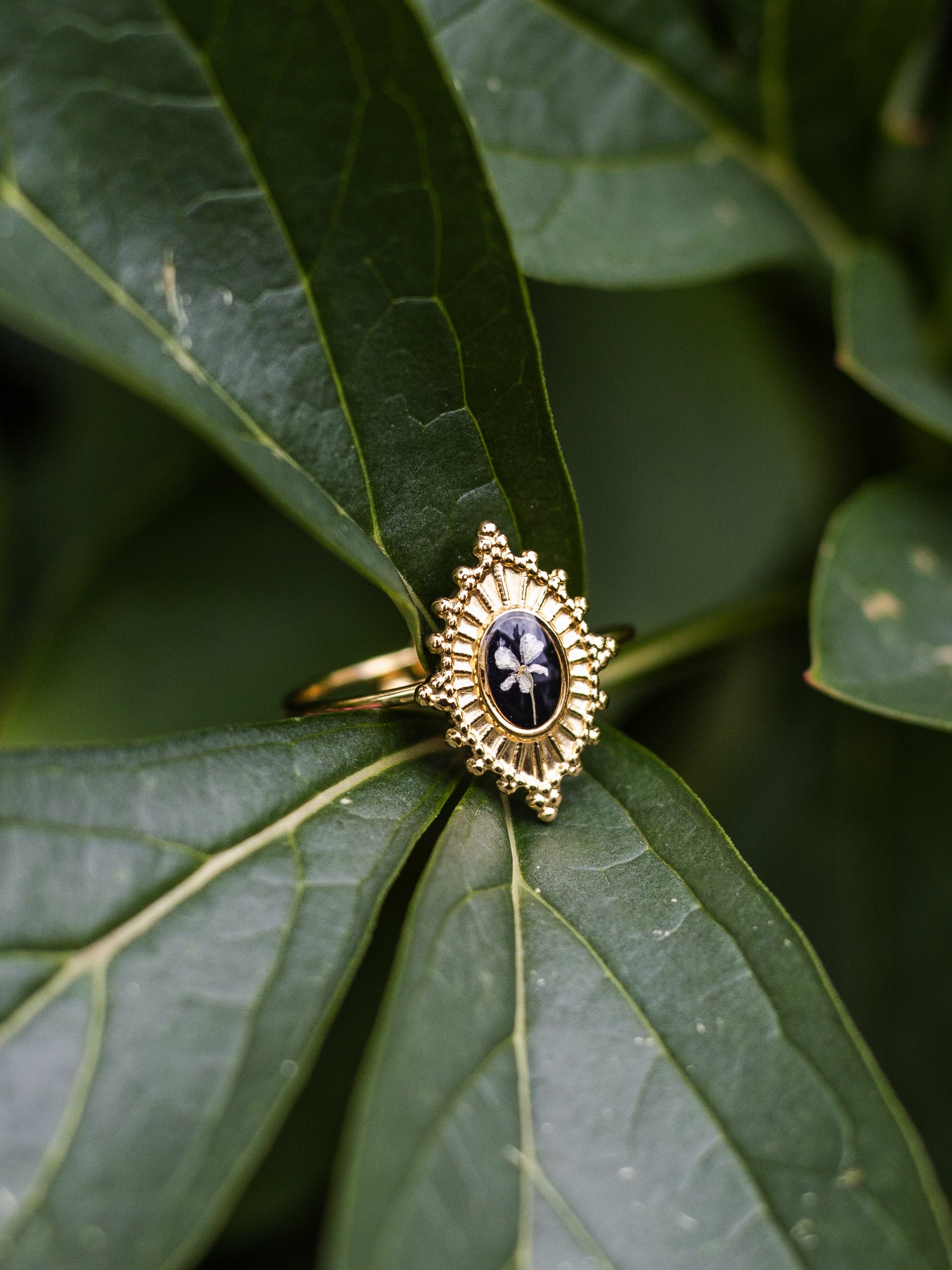 Ring mit Wilder Möhre