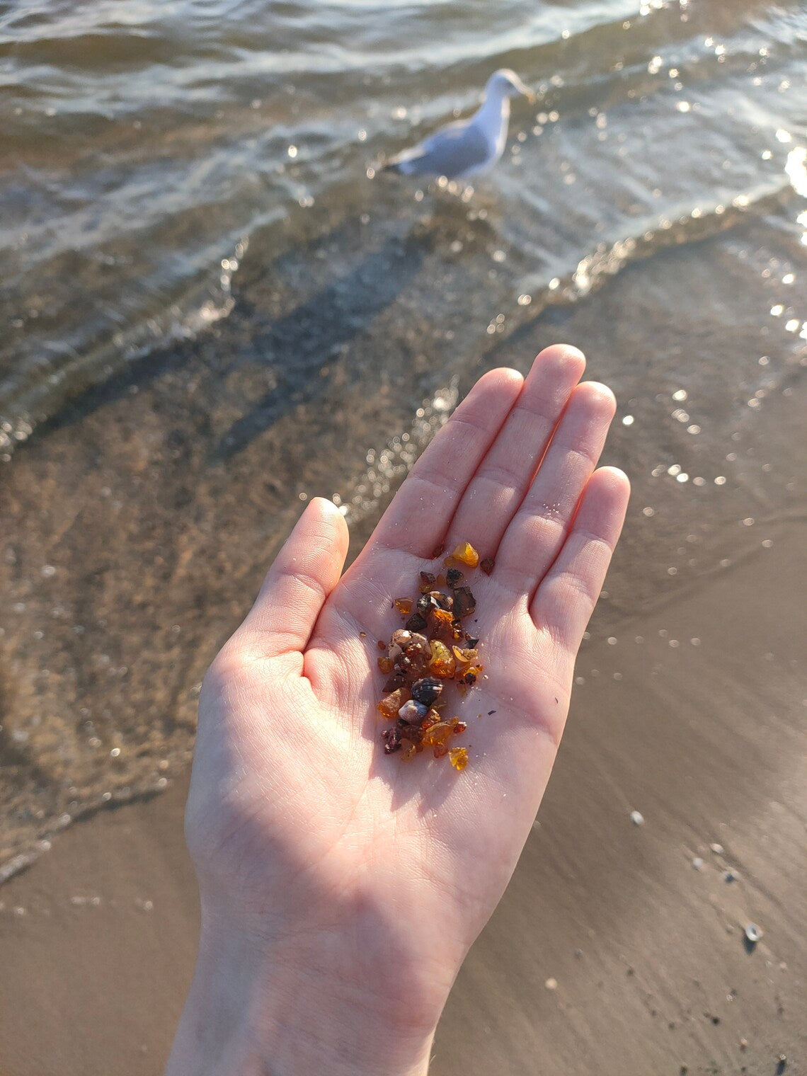 Echter baltischer Bernstein aus der Ostsee, gefunden auf Usedom - Urlaub auf Usedom